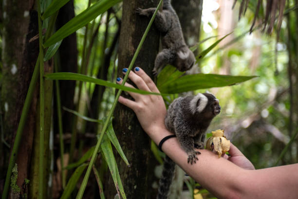 Foto de Forte Defensor Perpétuo